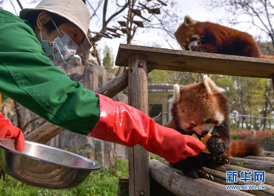 武汉动物园：闭园后，工作职员一直守护园中