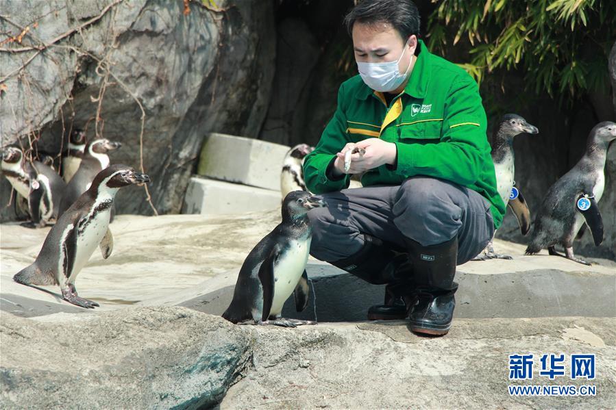 武汉动物园：闭园后，工作职员一直守护园中
